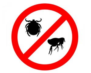 how-to-identify-fleas-and-ticks-300x2401-1